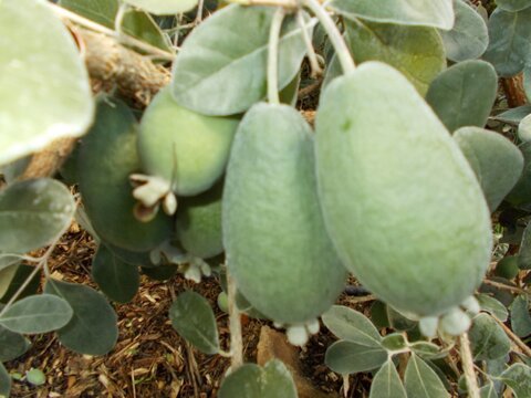 images/stories/virtuemart/product/Mammoth (Custom)